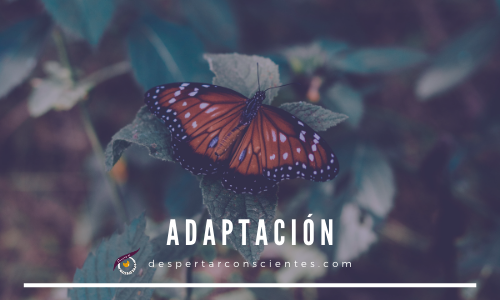 Adaptación-Despertar Conscientes