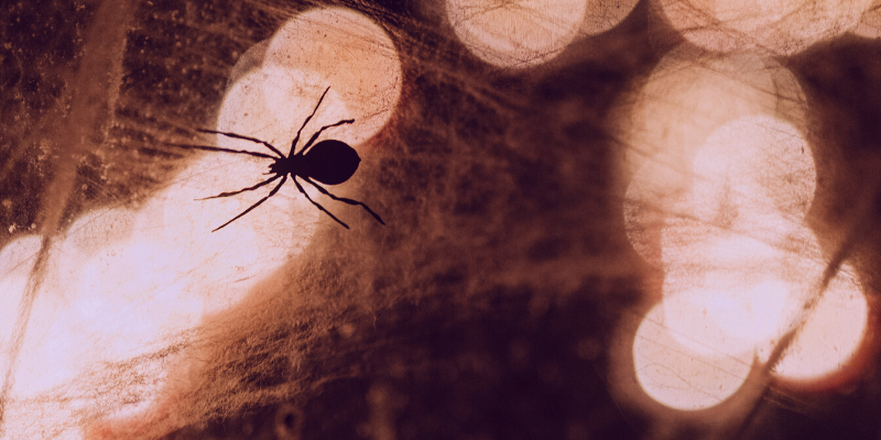 Miedo a las arañas-Despertar Conscientes